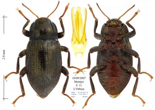 Réf. 193 068 : Limnius perrisi perrisi